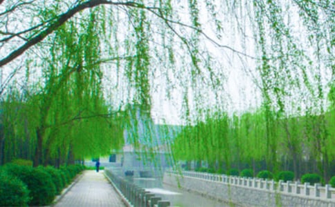 柳树下的七彩梦作文450字