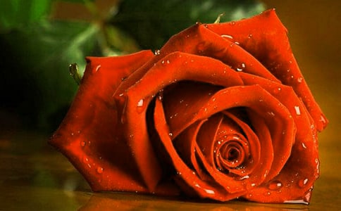 最晚开放的玫瑰花作文范文