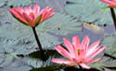 我喜欢荷花五年级作文