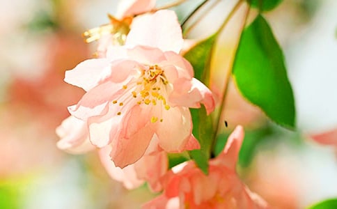 我心中的海棠花初中作文