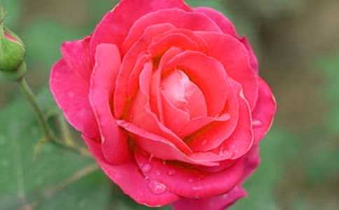 月季花小学四年级作文