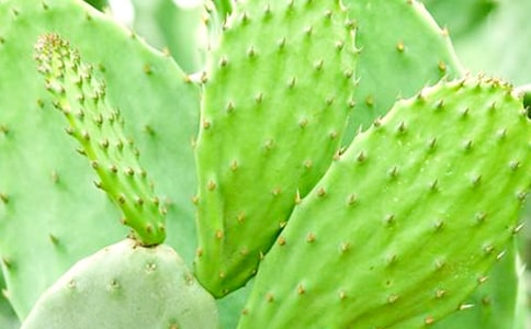 仙人掌的小学优秀作文