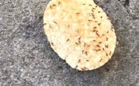 调皮的小蚂蚁三年级作文