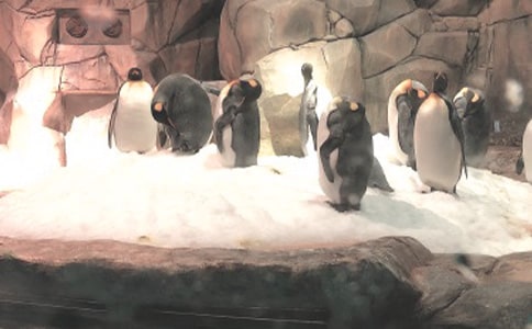 香港海洋公园旅行记作文