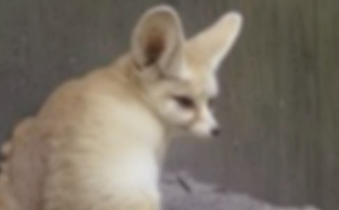 《狼和狐狸》读后感作文