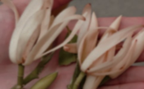 玉兰花作文450字