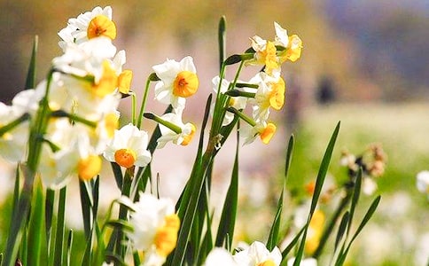 水仙花小学生作文350字