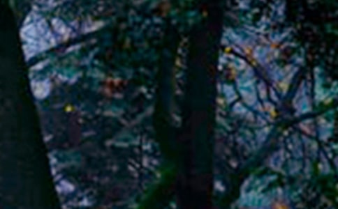 森林公园的大榕树四年级作文