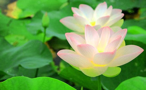 夏日荷花五年级作文