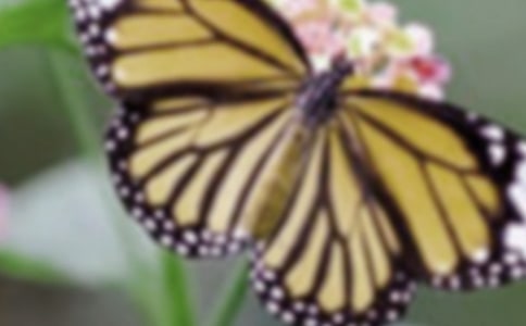 蝴蝶的传说作文