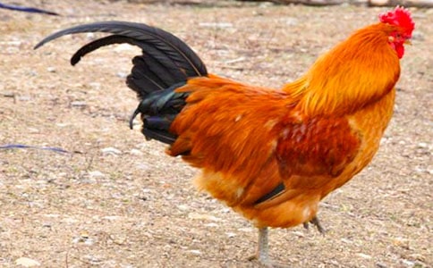 猫和公鸡童话作文