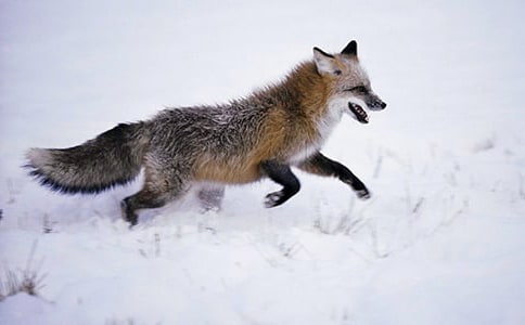 乌鸦与狐狸四年级作文