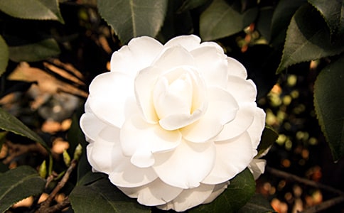 我家的茶花作文