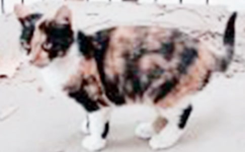 我家的小猫咪六年级作文