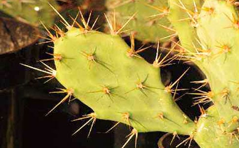 坚韧的仙人掌优秀作文