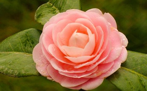 茶花颂七年级作文