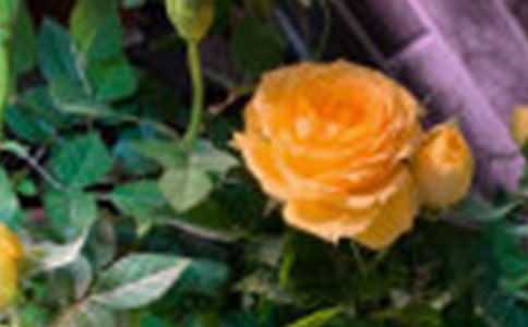 观察玫瑰花作文(6篇)