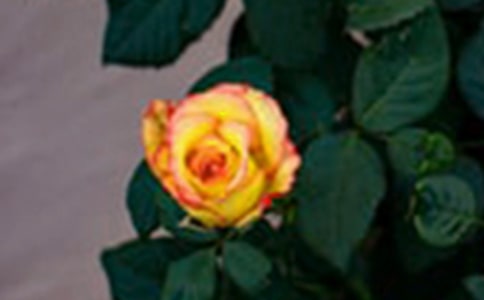 我发现玫瑰花能变色四年级作文