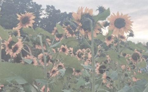 春游植物园作文400字(通用27篇)