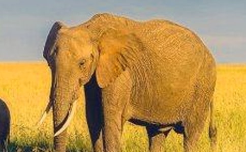 乐于助人的大象作文