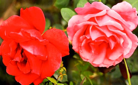 最美月季花作文三篇