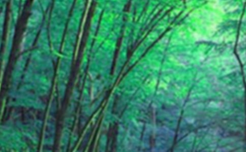 美丽的原山森林公园优秀作文