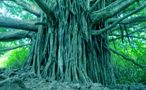 小溪和大树的对话小学作文