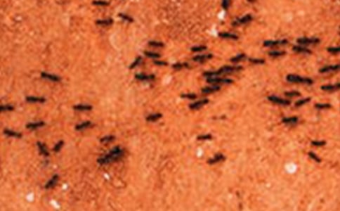 我发现了蚂蚁的秘密优秀作文八篇