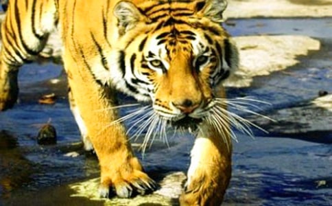 泥老虎-百年的艺术的小学作文