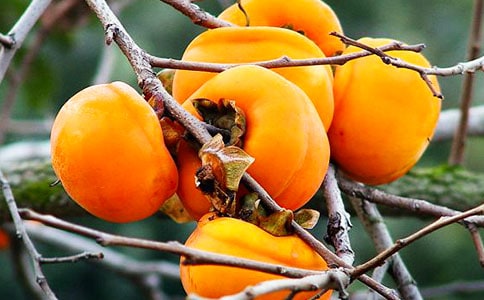 我家的柿子树作文350字