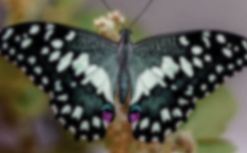 蝴蝶公主小学六年级作文