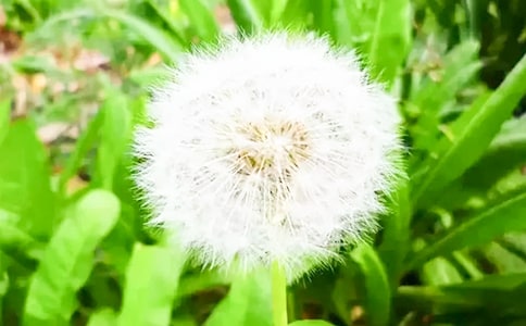 蒲公英一年级作文