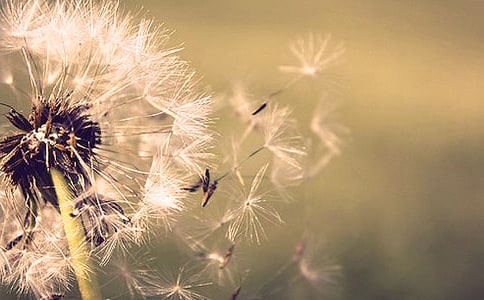 蒲公英三年级优秀作文（精选25篇）