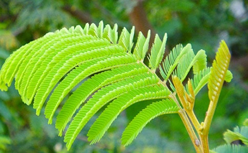 含羞草的叙事作文