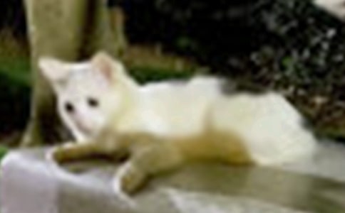 小猫的梦想三年级作文