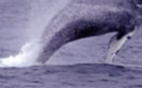 我是海洋深处的一条鲸鱼小学作文