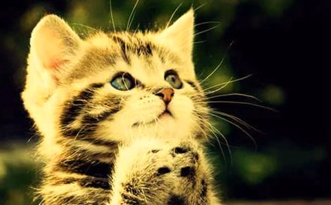 可爱的小猫咪五年级优秀作文550字