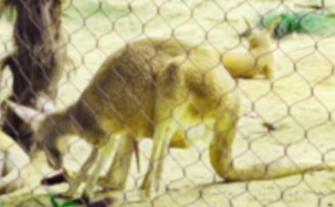 袋鼠跳比赛叙事作文