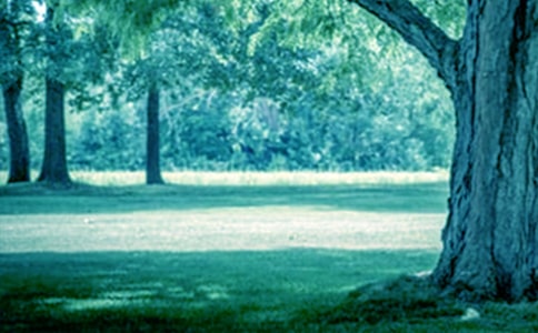 大树的苦衷六年级作文550字