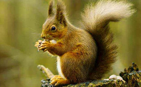 小松鼠放鞭炮六年级作文