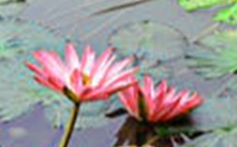 荷花优秀作文(精选15篇)