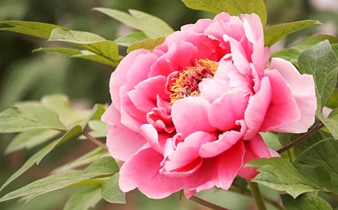 我爱牡丹花优秀作文