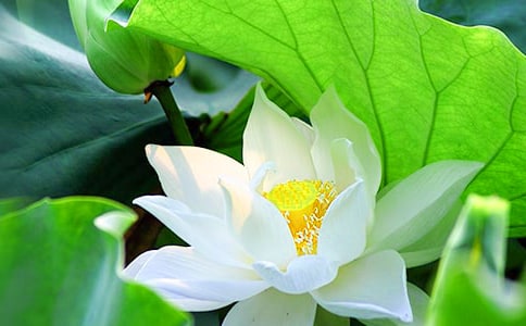 故乡的荷花500字作文