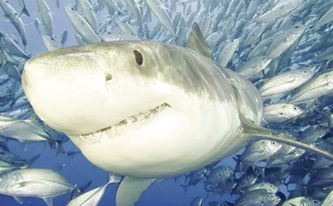 鲨鱼的烦恼作文400字