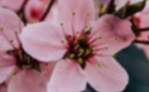 人生开出春光永胜的花朵作文850字