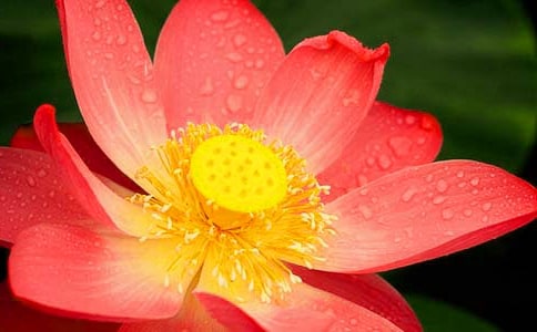 每一多荷花作文