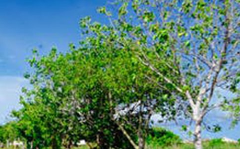 关于描写大连风景的作文