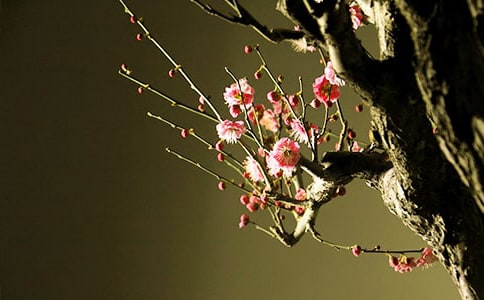 酝酿三季的梅花初一作文