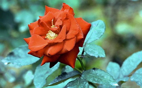 月季花作文四篇