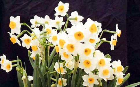 水仙花100字作文五篇